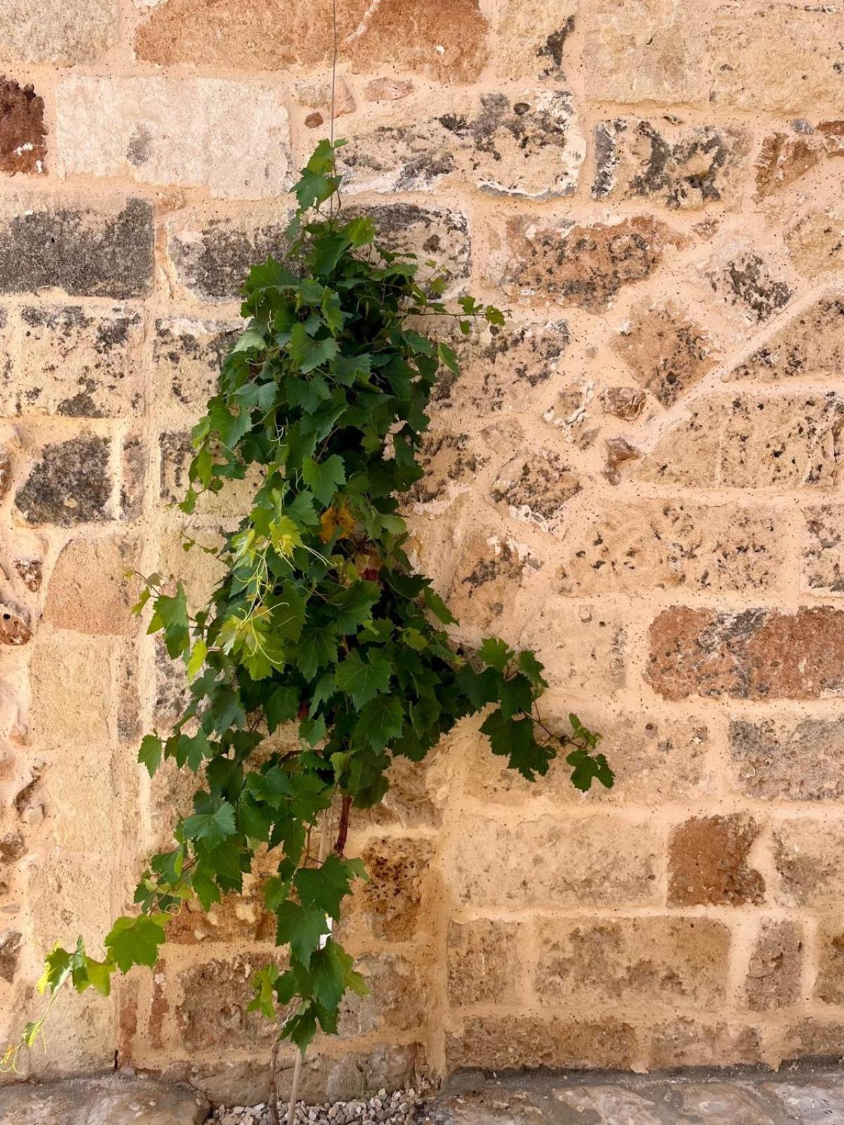 Masseria Voluzzi Copertino Eksteriør bilde
